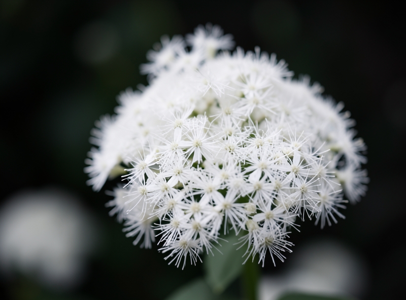 Astilbe als Trauerblume