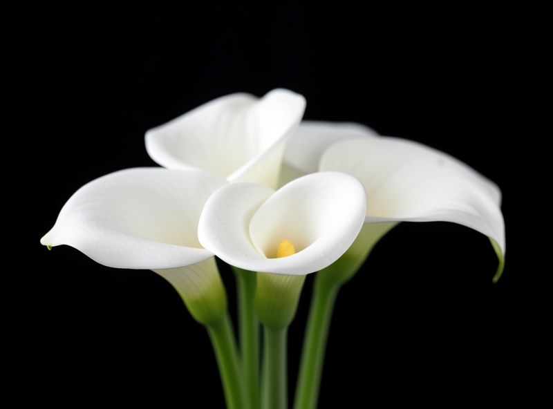 Calla-Lilie als Trauerblume