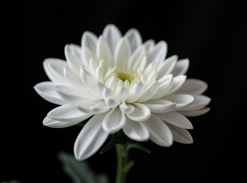 Chrysantheme als Trauerblume