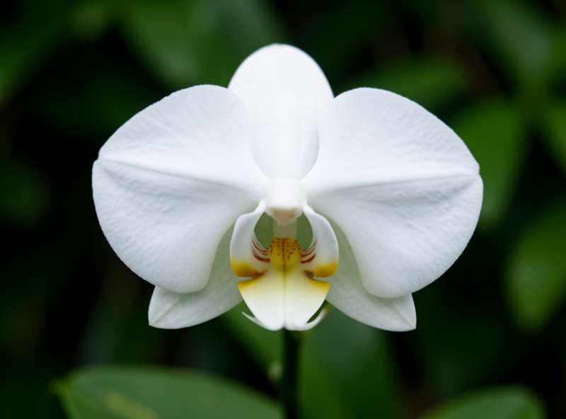 Orchidee als Trauerblume
