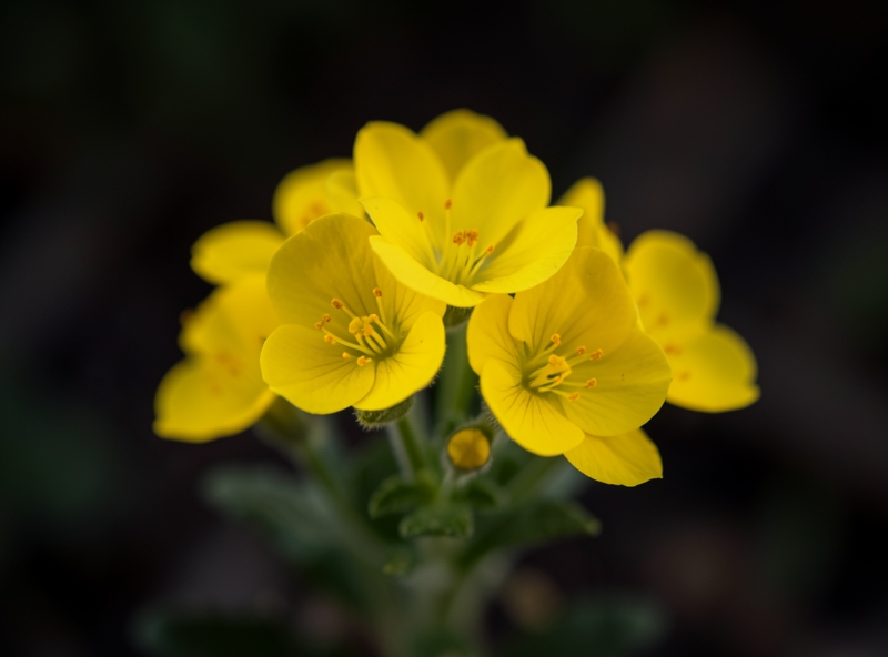 Primel als Trauerblume