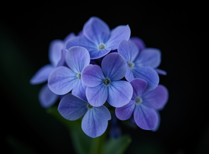 Veilchen als Trauerblume