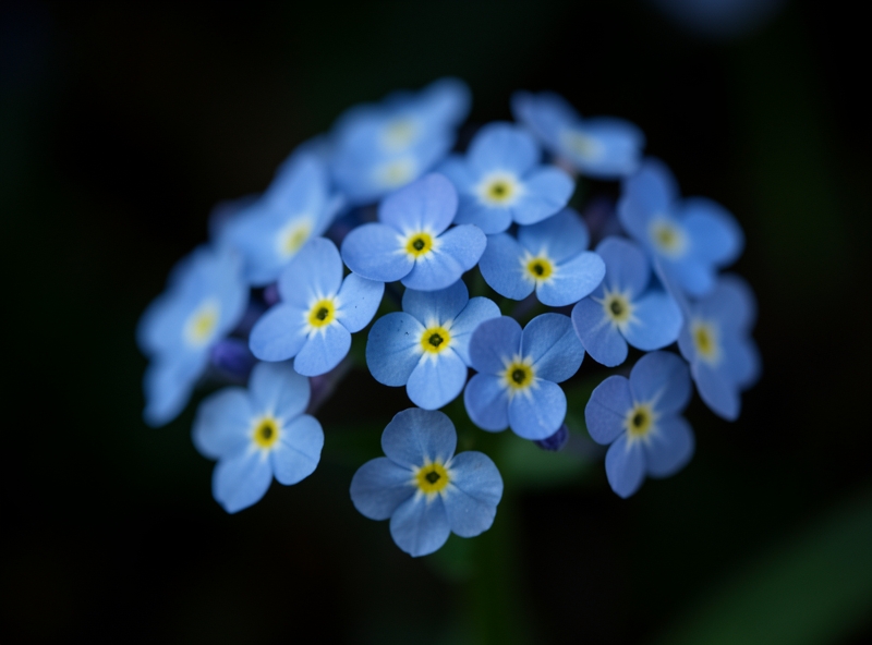 Vergissmeinnicht als Trauerblume